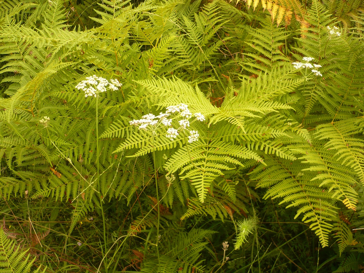 Laserpitium prutenicum subsp. dufourianum (Apiaceae)